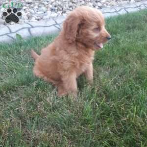 Ollie, Mini Goldendoodle Puppy